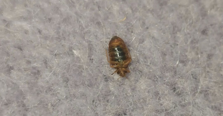 dead bed bug lies on the fluff