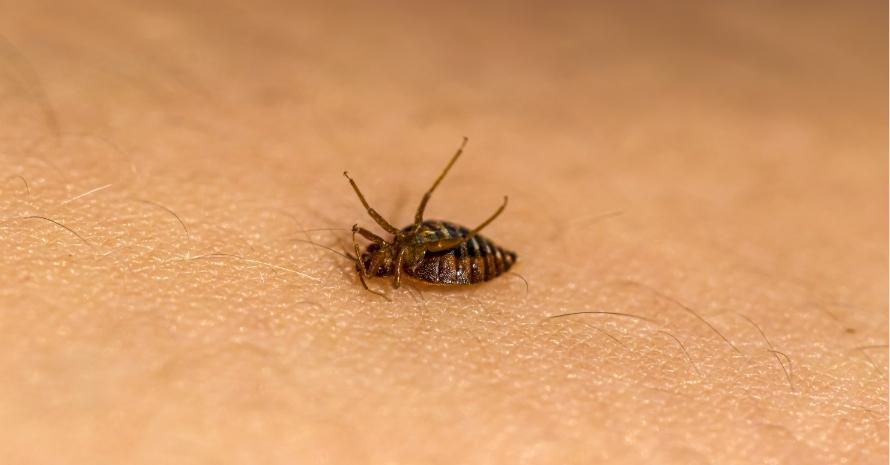 dead bed bug on skin