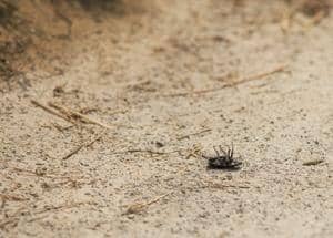 dead bed bug on the street