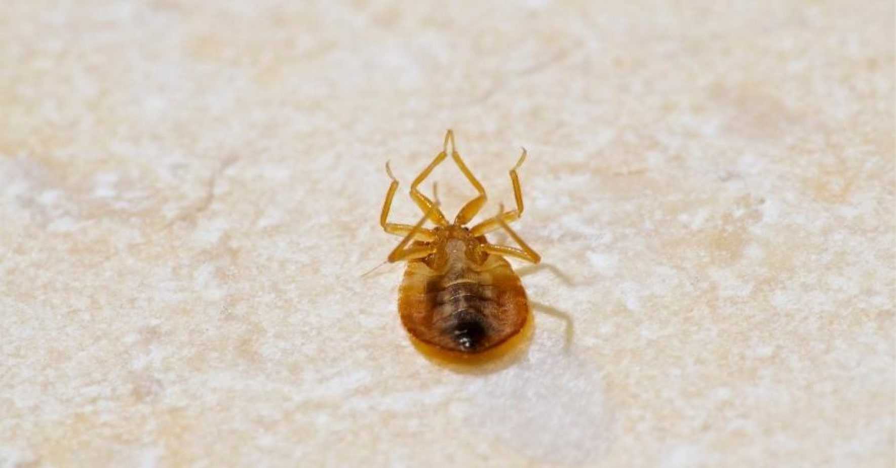 Dead Bed Bugs What to Do If You Found Them?