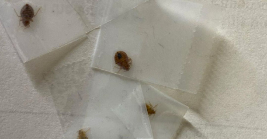 dead bed bugs on paper towels