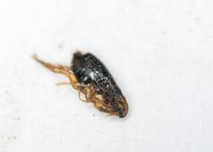 dead cat flea on white background
