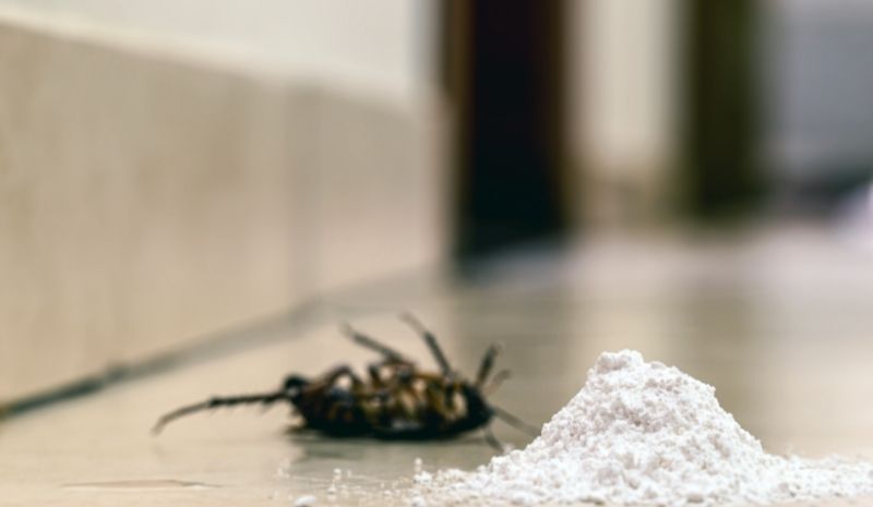 dead cockroach near boric acid powder