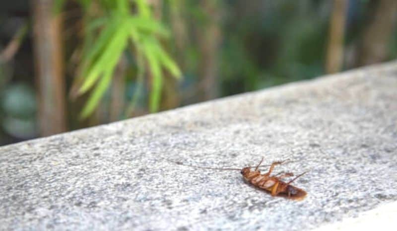 dead cockroach near plants