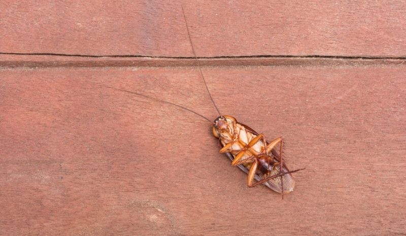 a dead cockroach on a brown floor