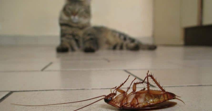 dead cockroach on the floor