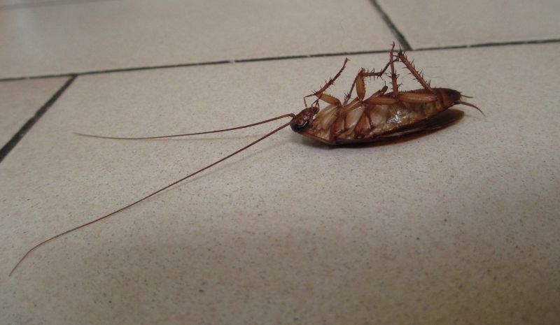 dead cockroach on the tile