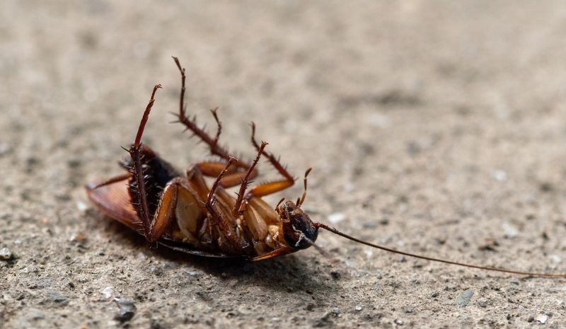 dead cockroach upside down