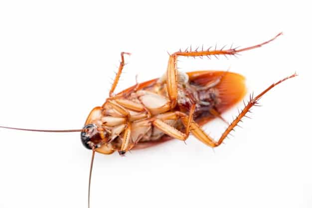 dead cockroach on the floor