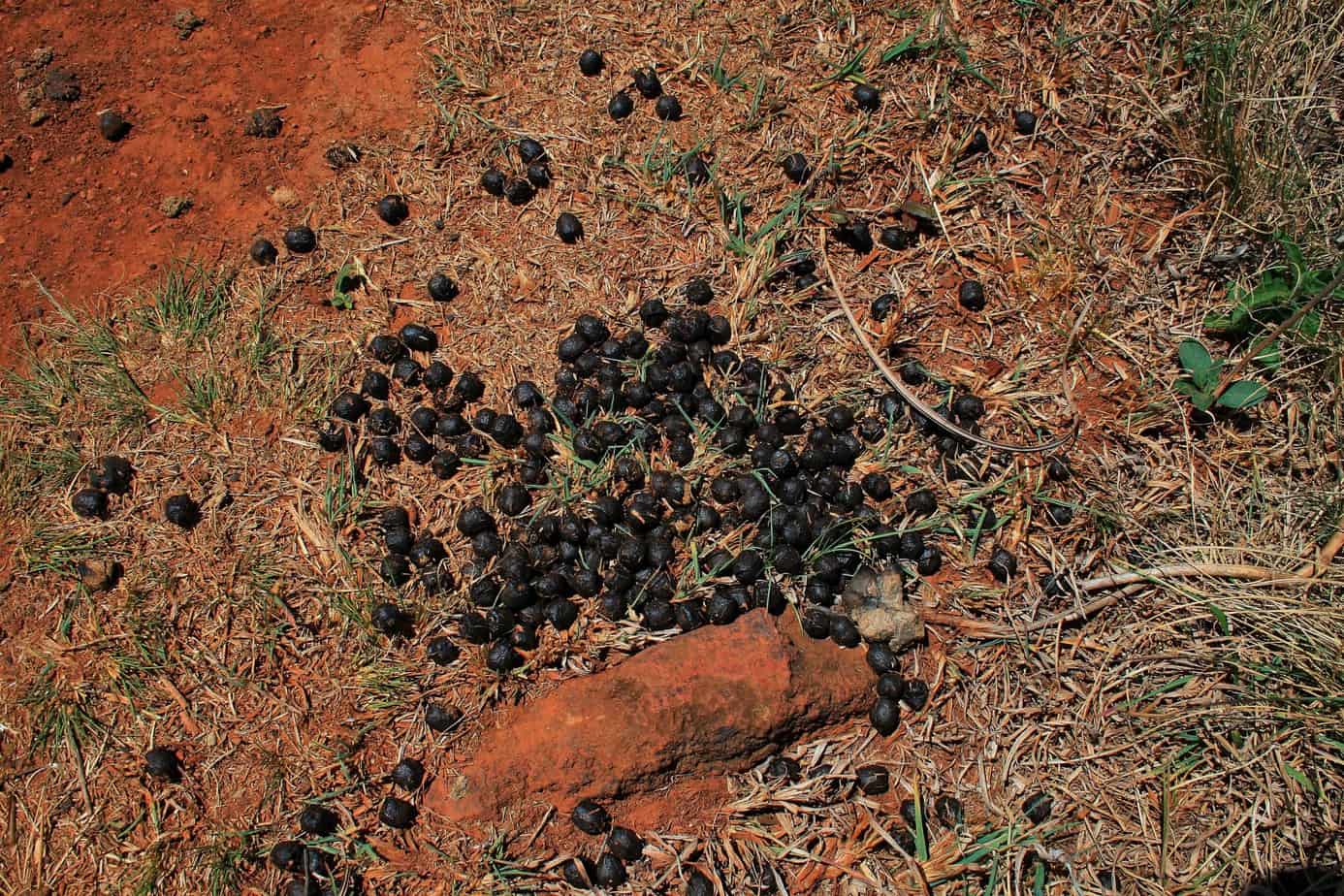 deer droppings