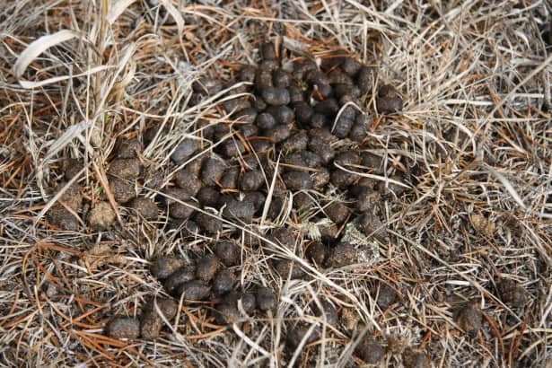 deer droppings