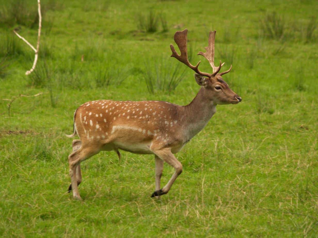 deer-in-field