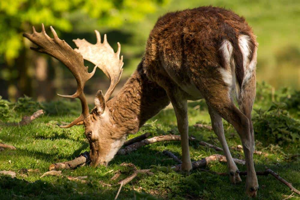 deer-in-sunlight