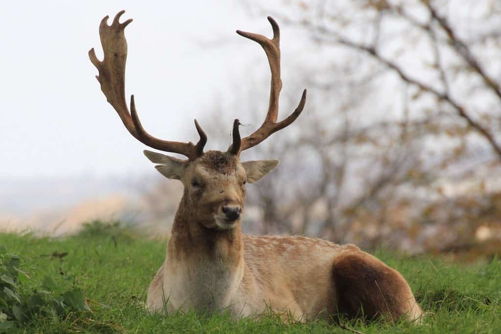 deer-is-sitting