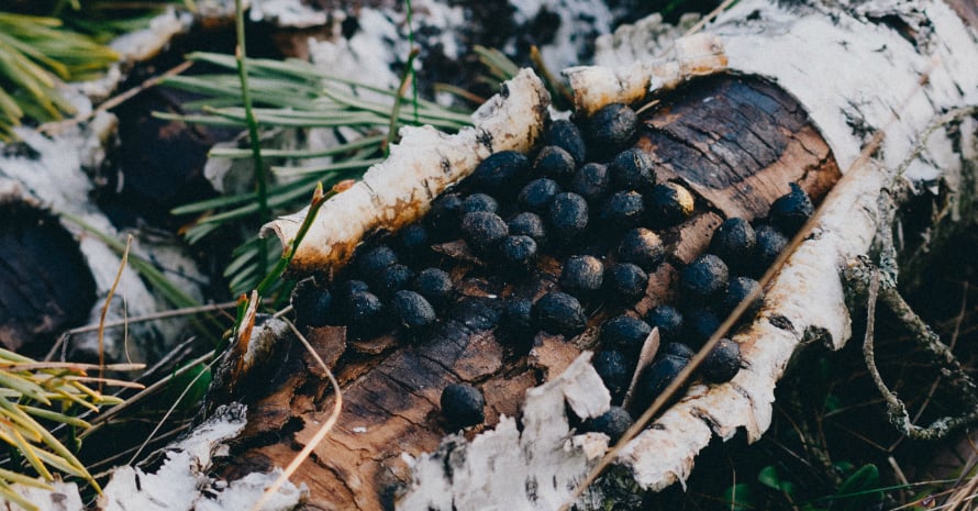 deer poop on brown woden log