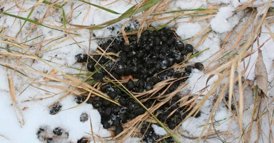 deer poop on the snow