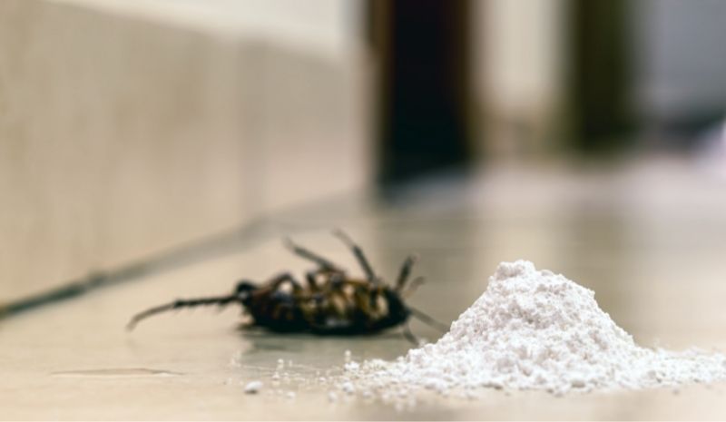 diatomaceous earth and a dead cockroach