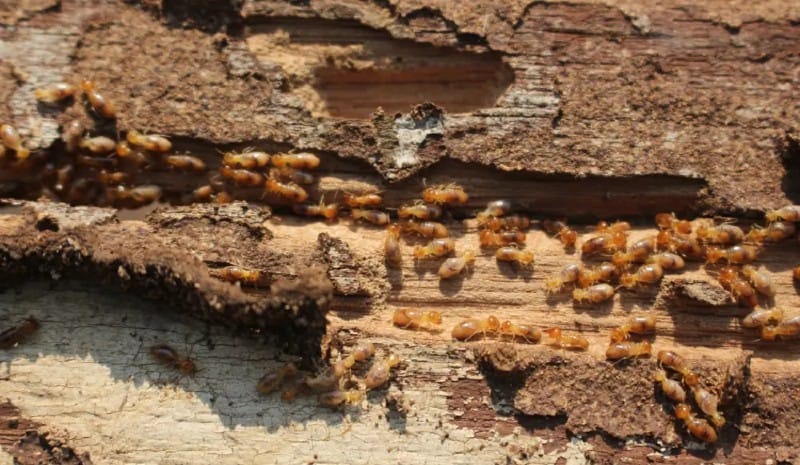 diet of termites