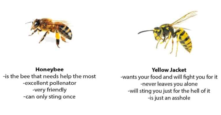 How To Get Rid of Yellow Jackets: Safe & Effective Methods