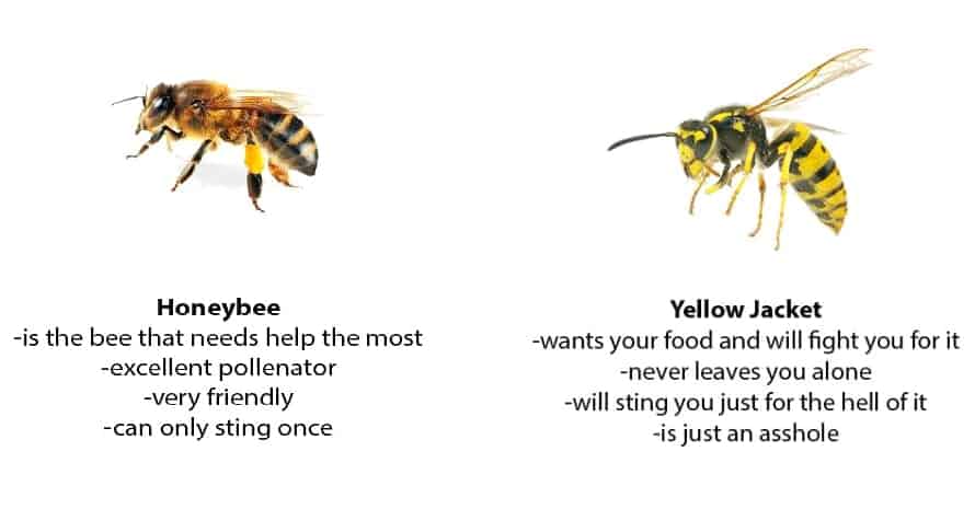 How To Get Rid Of Yellow Jackets Safe Effective Methods   Difference Between Honeybee And Yellow Jacket 