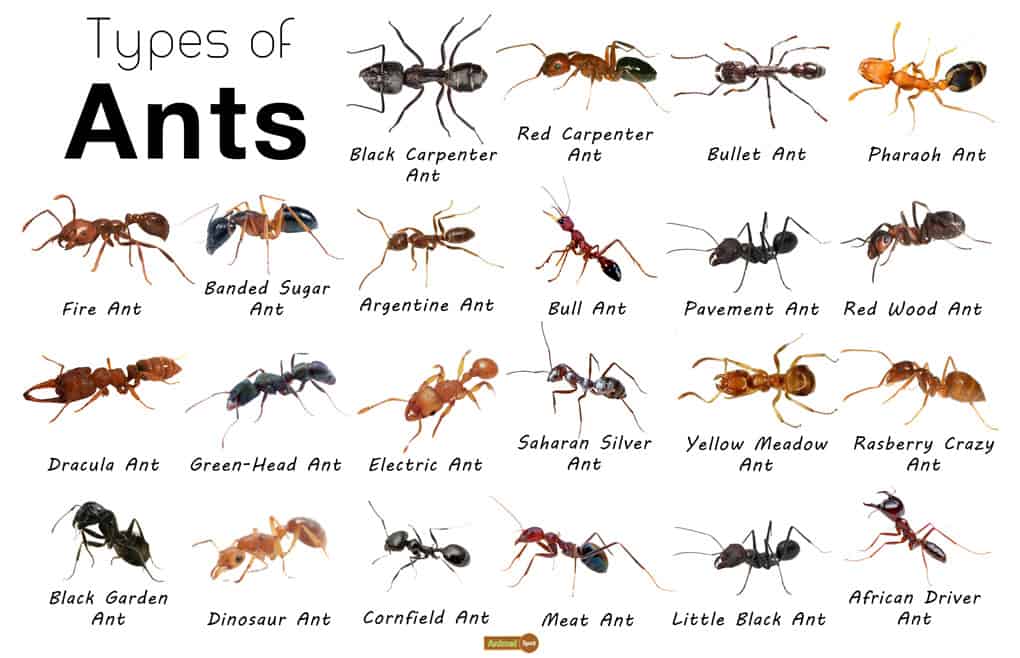 different types of ants