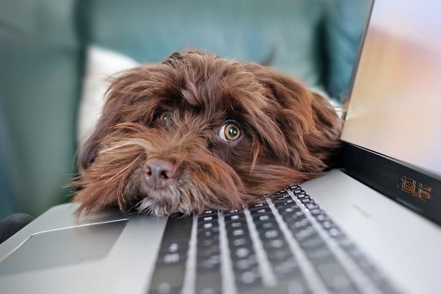 brown furry doggo