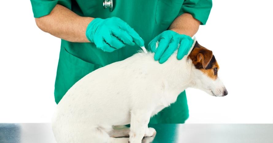 dog at the vet