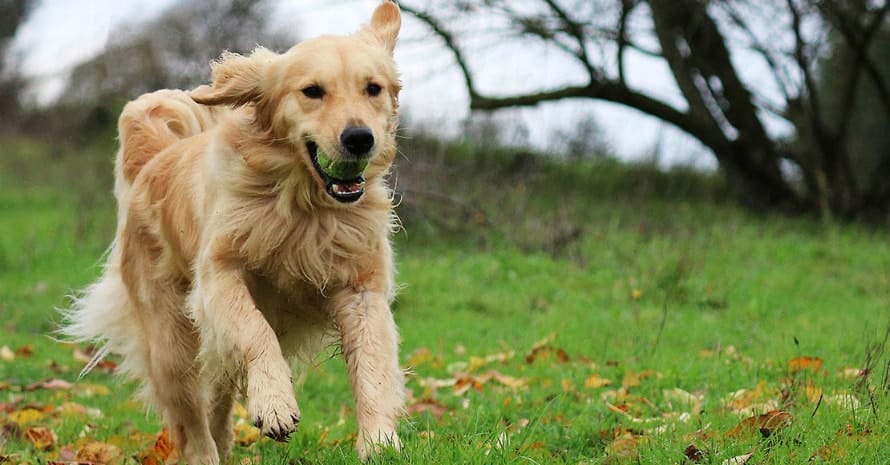 dog running with tennis ball