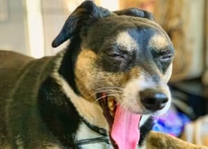 dog shows tongue