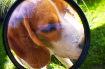 dog under magnifying glass