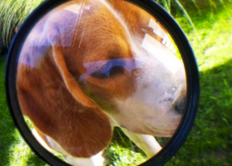 dog under magnifying glass