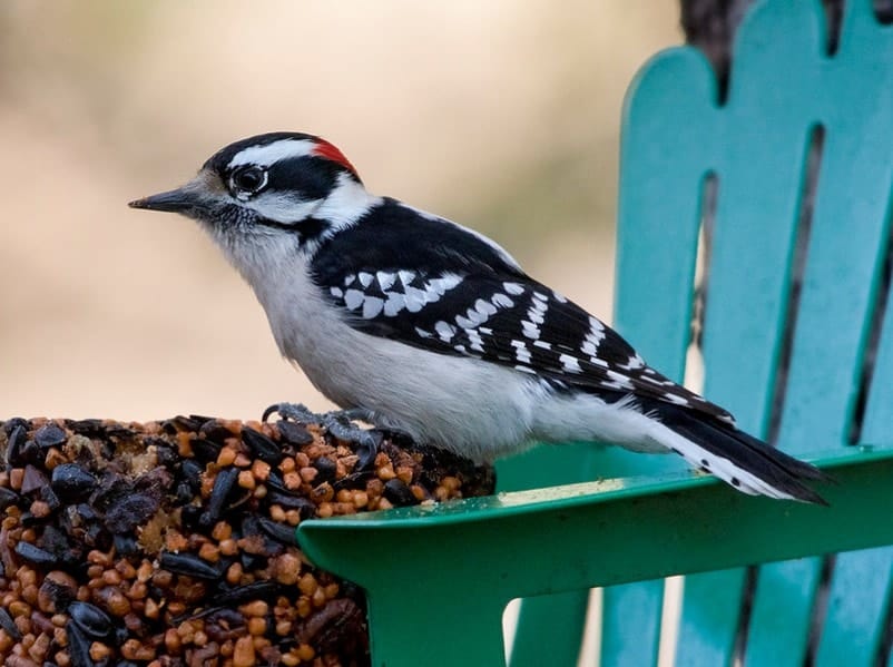 downy woodpecker eating and sitting on a fence