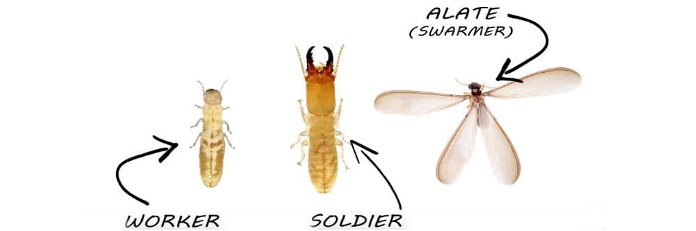 drywood-termites-types