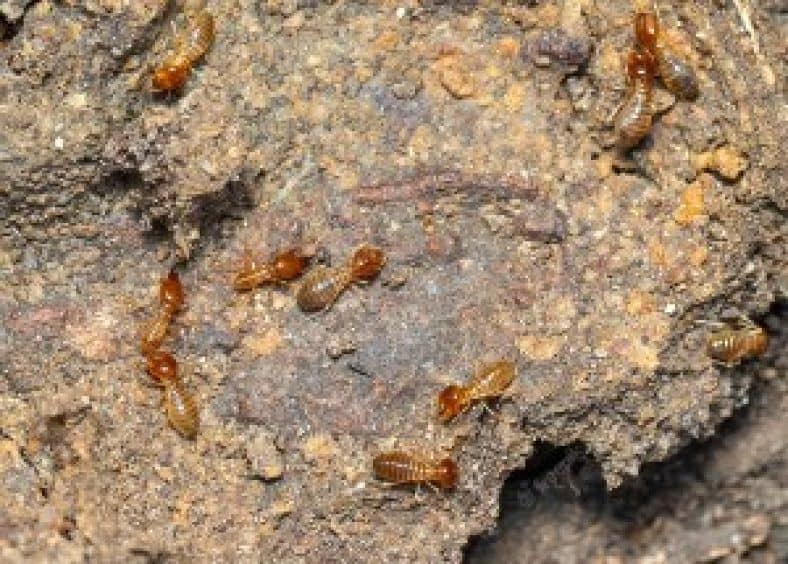 Comparing the Diets of Drywood and Dampwood Termites