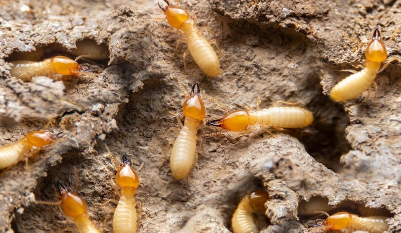 drywood termites feeding habits