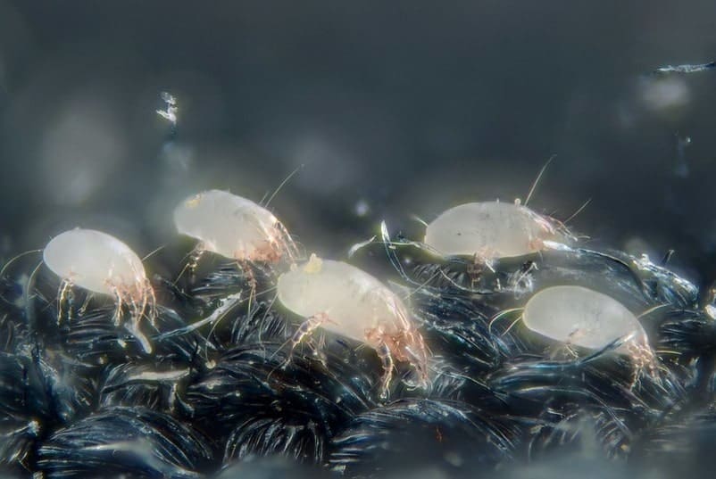 dust mites on cloth