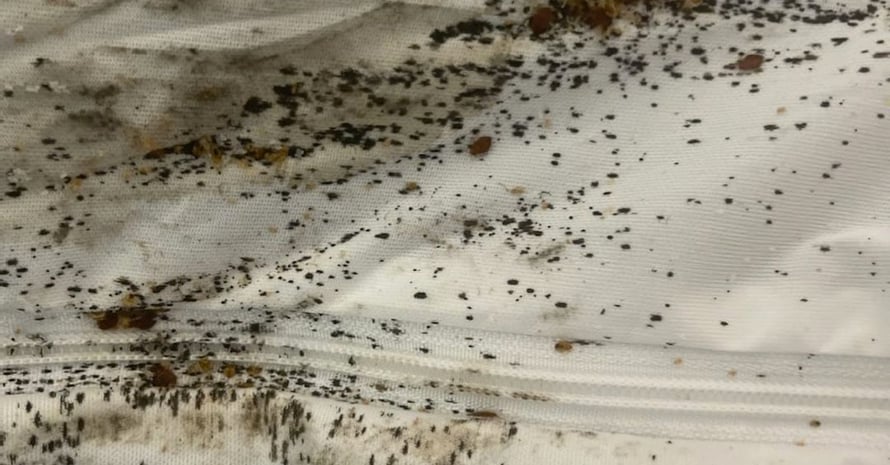 effects of bed bugs on a mattress