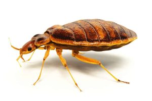 bed-bug-main