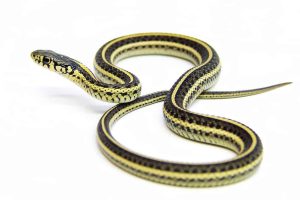 snake on a white background