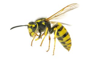 wasp on a white background