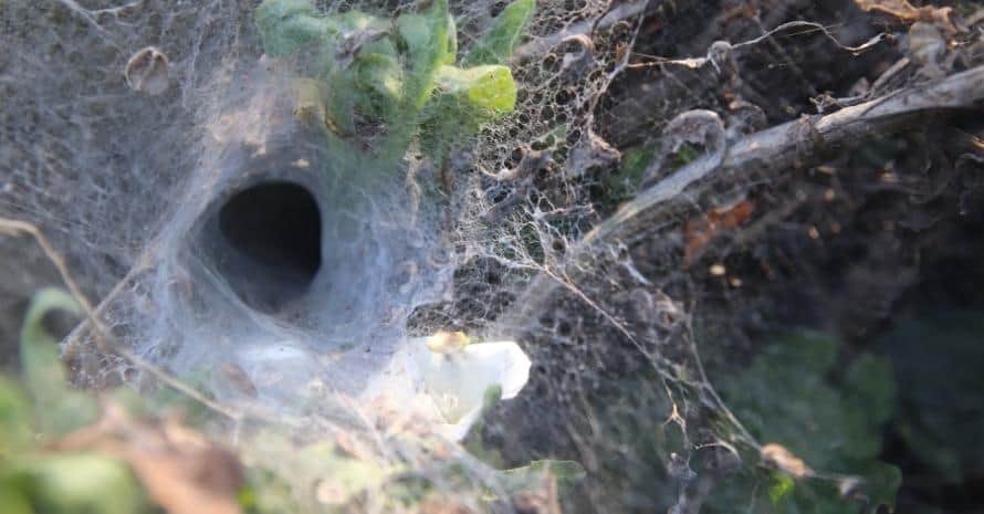 entrance to spider's nest