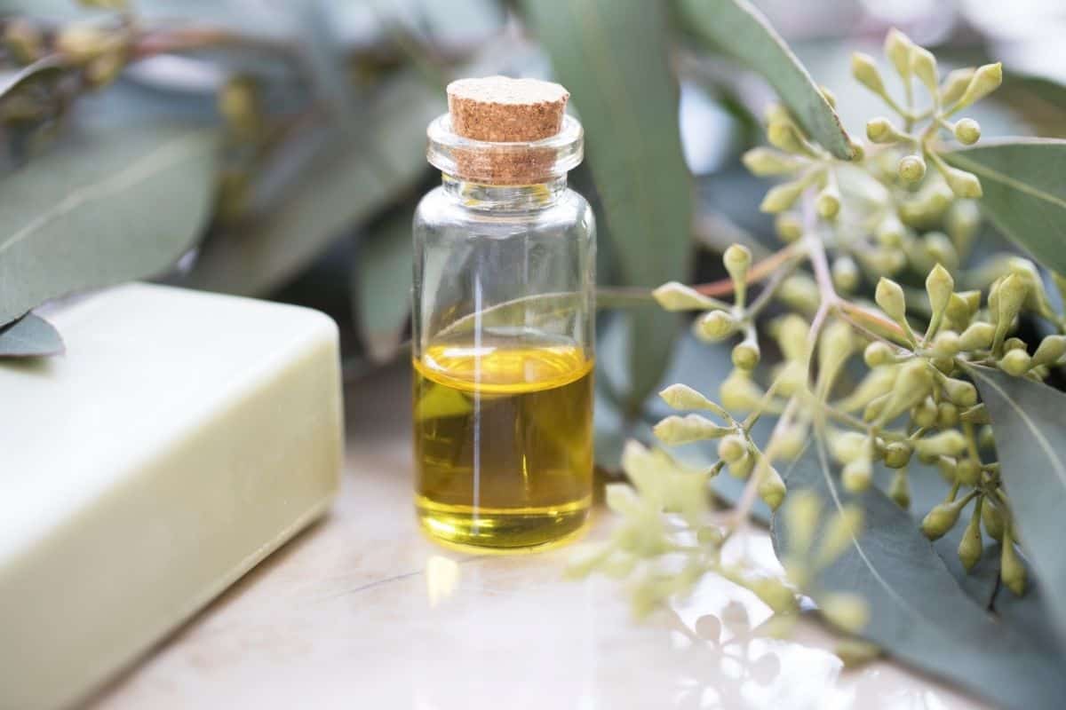 eucalyptus oil in bottle