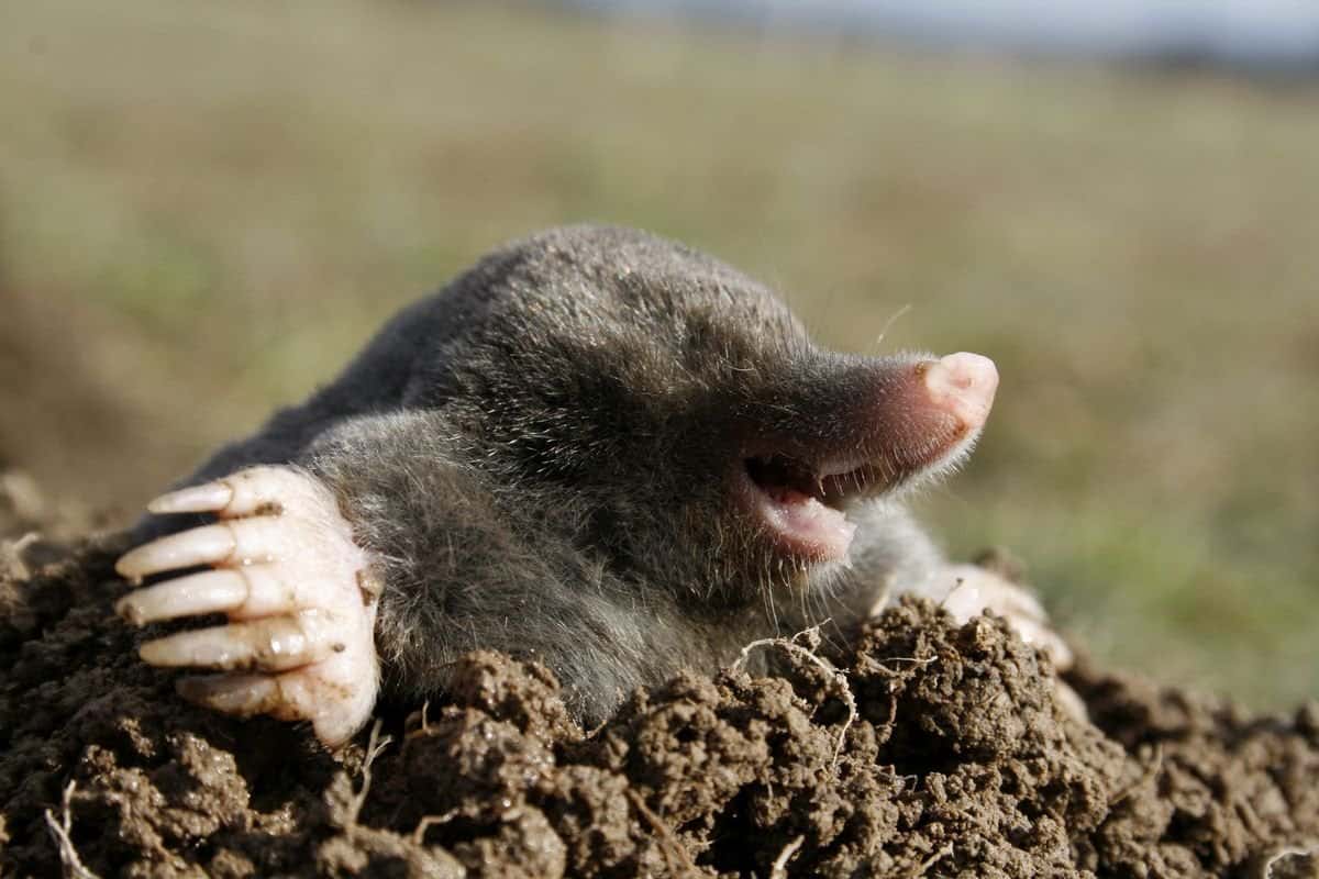 european mole