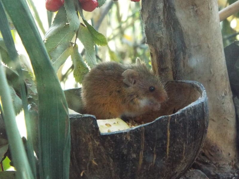 field mouse hiding in a jar