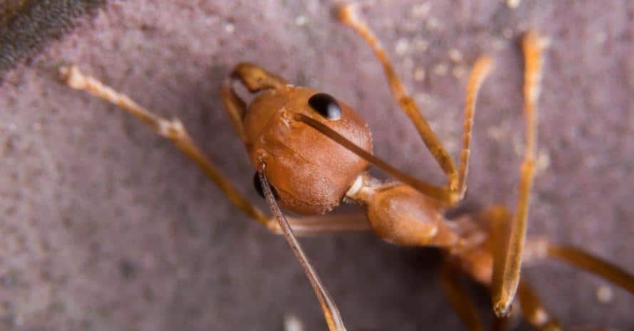 fire ant close up