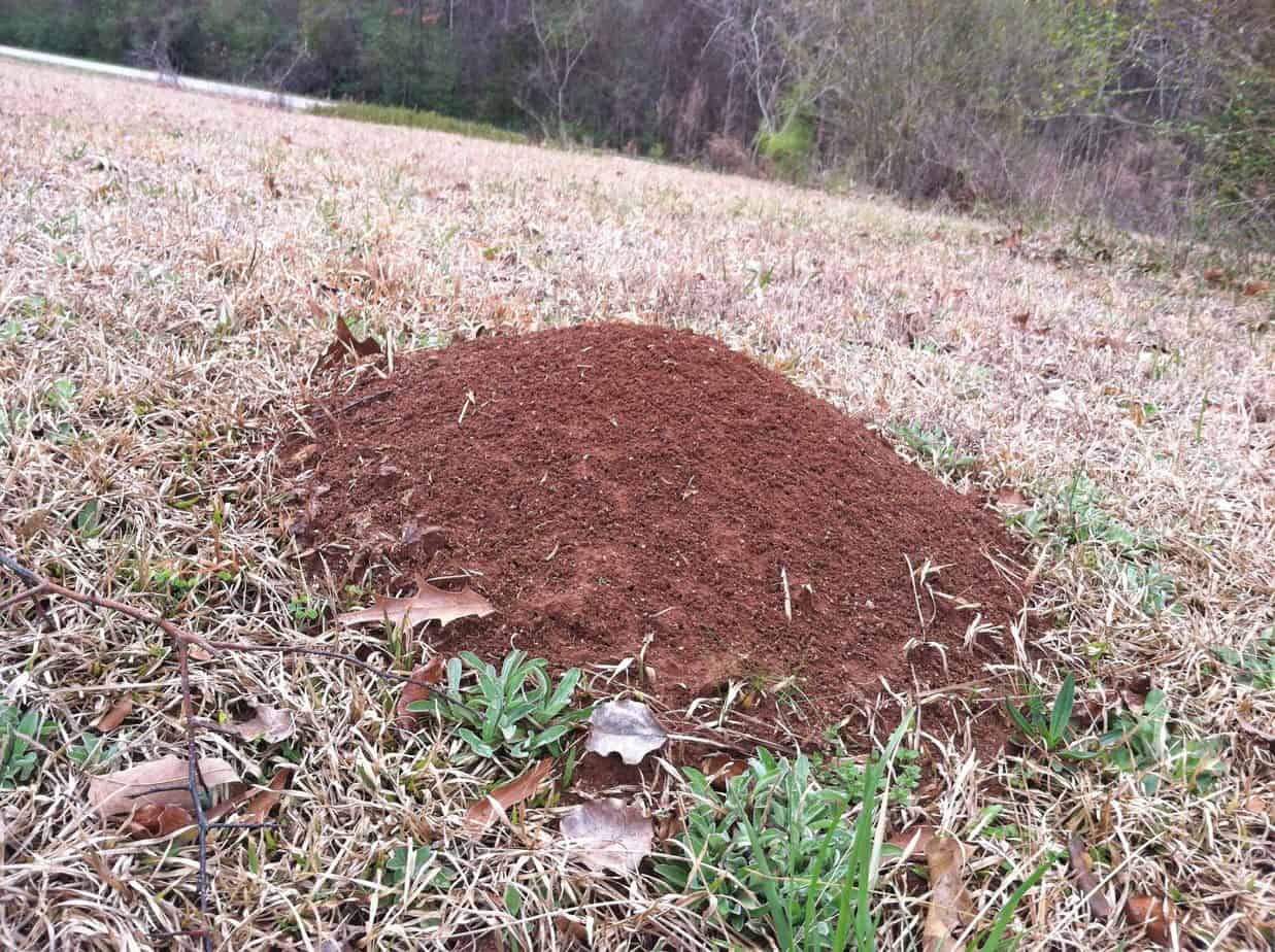 fire ant mound