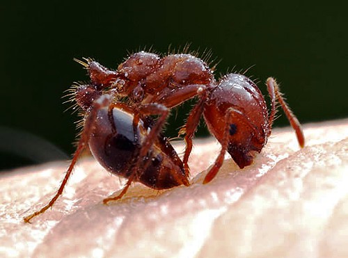 fire ant close look