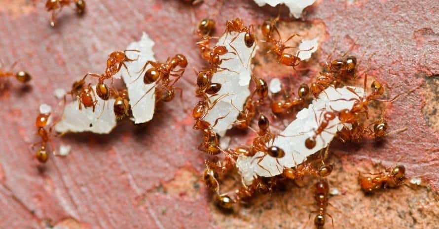 fire ants carry shells