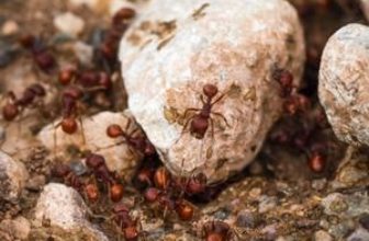 fire ants climb the stone