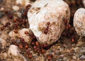 fire ants climb the stone